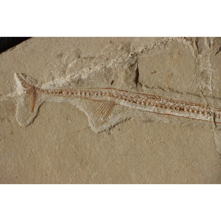 Rhynchodercetis hakelensis (Pictet et Humbert,1866) -  Cénomanien  Hgula - Byblos - LIBAN
