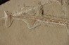 Rhynchodercetis hakelensis (Pictet et Humbert,1866) -  Cénomanien  Hgula - Byblos - LIBAN