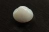 bivalve en opale: Cyrenopsis australiensis - Aptien - Coober Pedy - Australie