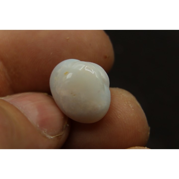 opalized bivalve:  Cyrenopsis australiensis - Aptian - Coober Pedy - Australia