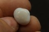 bivalve en opale:  Cyrenopsis australiensis - Aptien - Coober Pedy - Australie