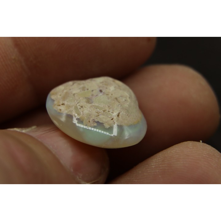 opalized bivalve:  Cyrenopsis australiensis - Aptian - Coober Pedy - Australia