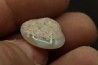 opalized bivalve: Cyrenopsis australiensis - Aptian - Coober Pedy - Australia