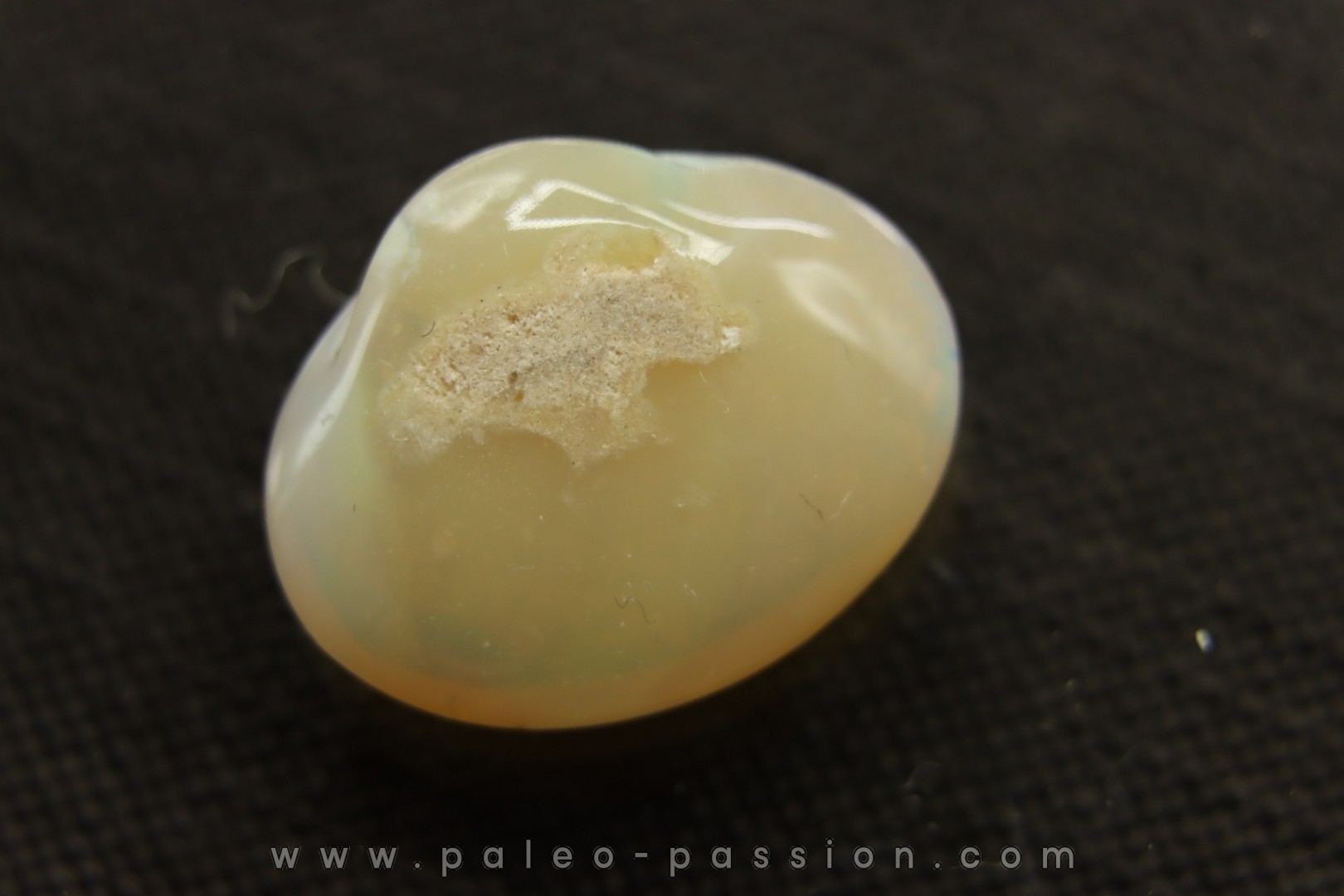 opalized bivalve: Cyrenopsis australiensis - Aptian - Coober Pedy - Australia