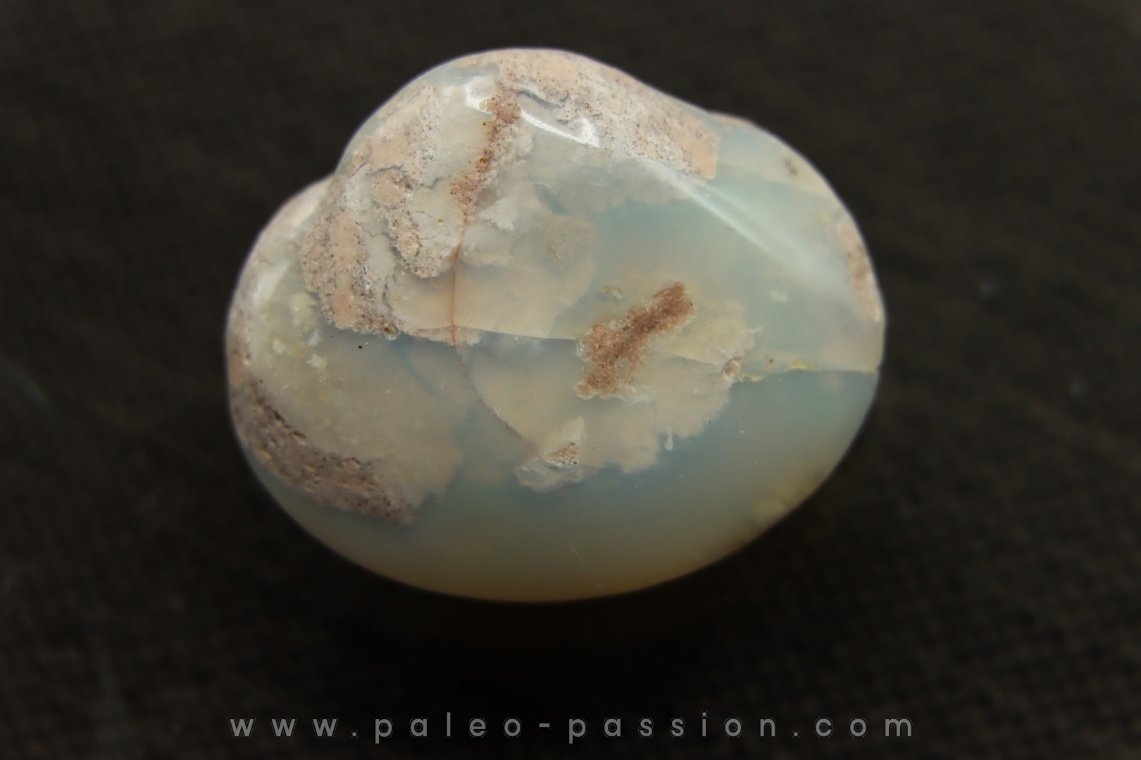 opalized bivalve: Cyrenopsis australiensis - Aptian - Coober Pedy - Australia
