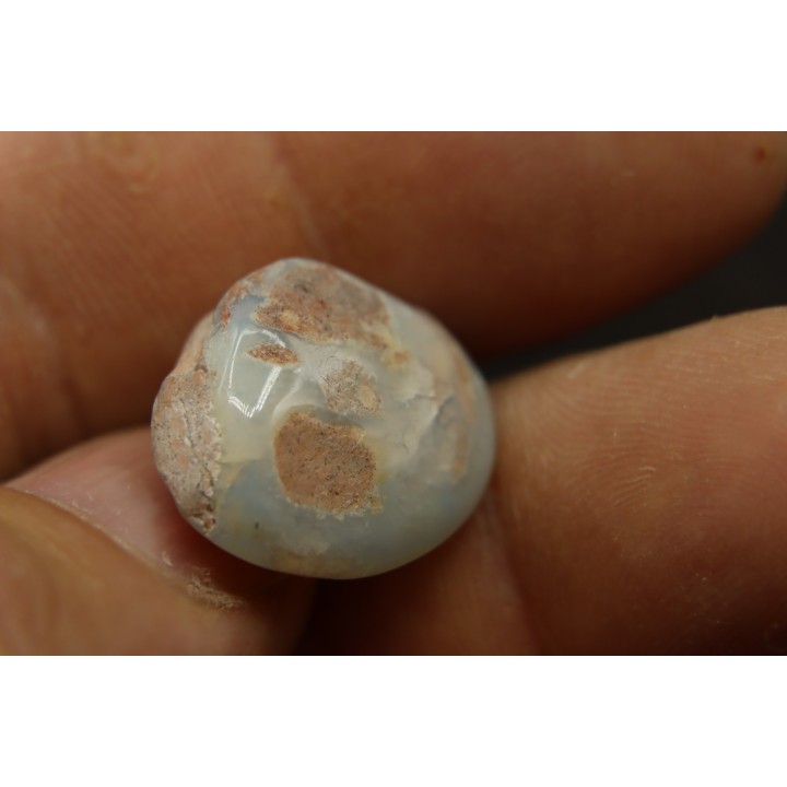 opalized bivalve:  Cyrenopsis australiensis - Aptian - Coober Pedy - Australia