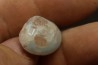 opalized bivalve: Cyrenopsis australiensis - Aptian - Coober Pedy - Australia