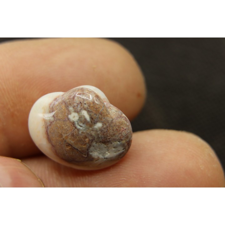 opalized bivalve:  Cyrenopsis australiensis - Aptian - Coober Pedy - Australia