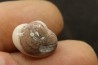 bivalve en opale:  Cyrenopsis australiensis - Aptien - Coober Pedy - Australie