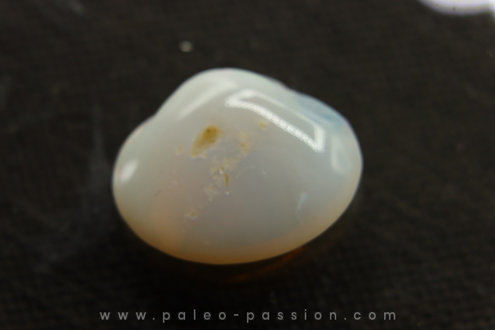 bivalve en opale: Cyrenopsis australiensis - Aptien - Coober Pedy - Australie