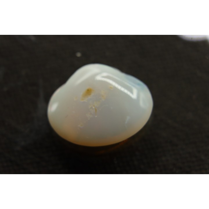 opalized bivalve:  Cyrenopsis australiensis - Aptian - Coober Pedy - Australia