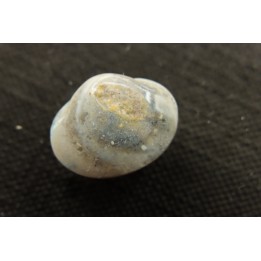 opalized bivalve:  Cyrenopsis australiensis - Aptian - Coober Pedy - Australia