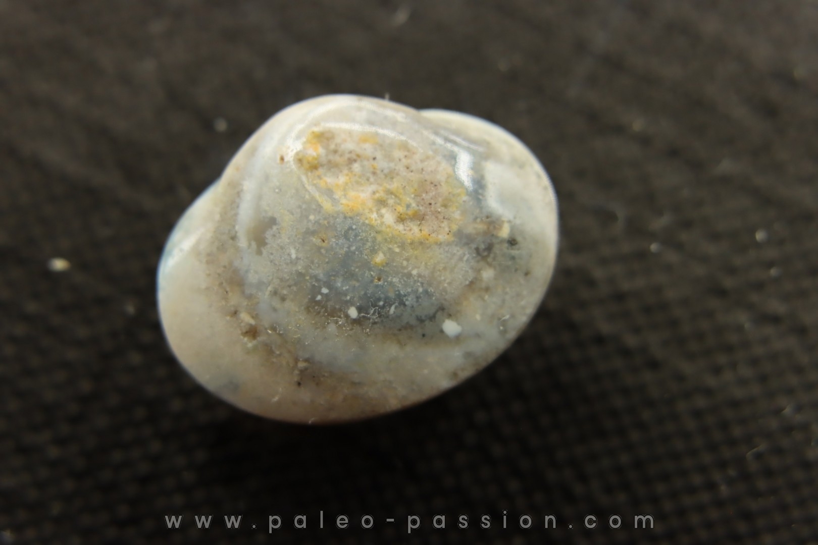 opalized bivalve: Cyrenopsis australiensis - Aptian - Coober Pedy - Australia