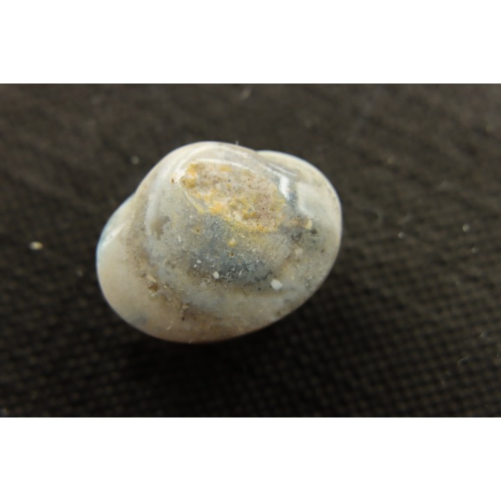 bivalve en opale:  Cyrenopsis australiensis - Aptien - Coober Pedy - Australie