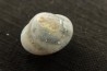opalized bivalve: Cyrenopsis australiensis - Aptian - Coober Pedy - Australia
