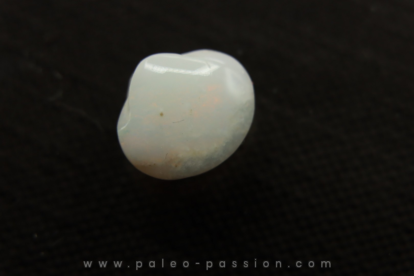 opalized bivalve: Cyrenopsis australiensis - Aptian - Coober Pedy - Australia