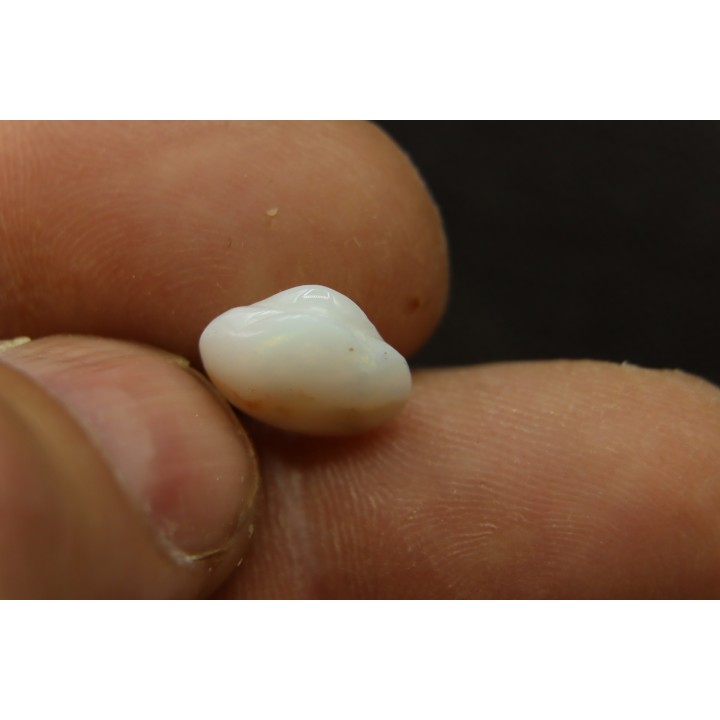 opalized bivalve:  Cyrenopsis australiensis - Aptian - Coober Pedy - Australia
