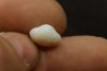opalized bivalve: Cyrenopsis australiensis - Aptian - Coober Pedy - Australia