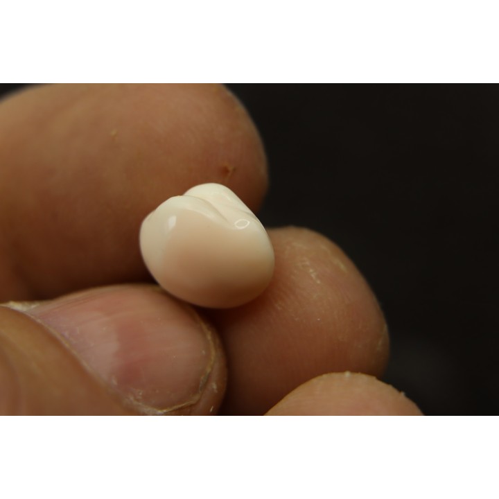bivalve en opale:  Cyrenopsis australiensis - Aptien - Coober Pedy - Australie