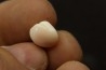 bivalve en opale: Cyrenopsis australiensis - Aptien - Coober Pedy - Australie
