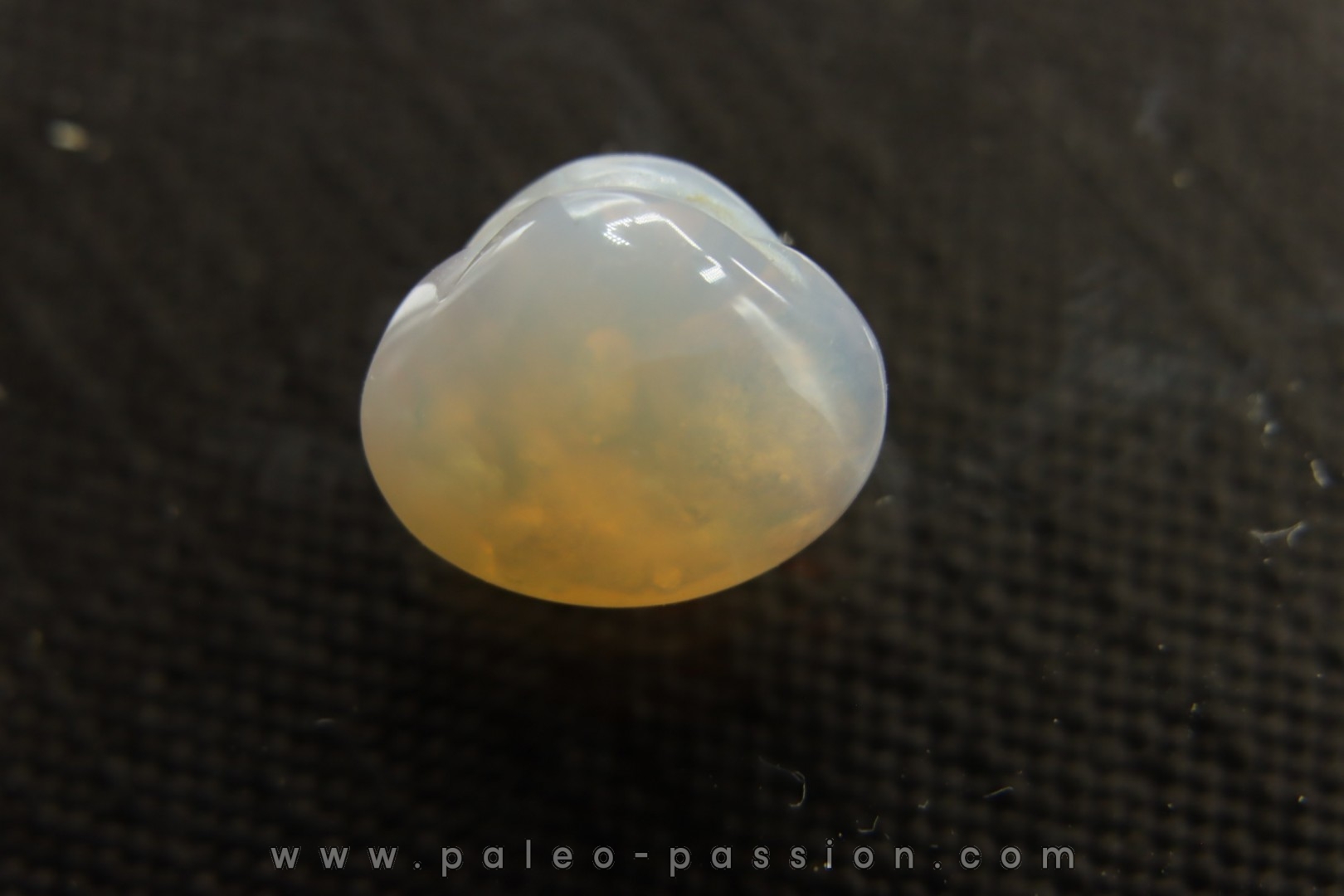 bivalve en opale: Cyrenopsis australiensis - Aptien - Coober Pedy - Australie