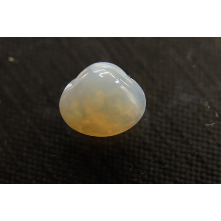 opalized bivalve:  Cyrenopsis australiensis - Aptian - Coober Pedy - Australia