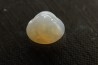 bivalve en opale:  Cyrenopsis australiensis - Aptien - Coober Pedy - Australie