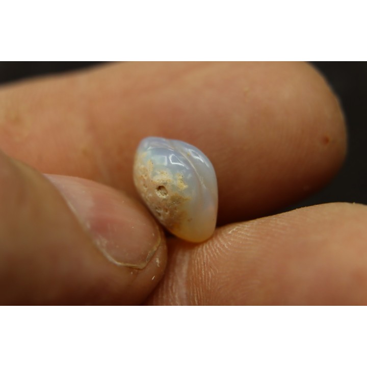 bivalve en opale:  Cyrenopsis australiensis - Aptien - Coober Pedy - Australie