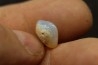 opalized bivalve:  Cyrenopsis australiensis - Aptian - Coober Pedy - Australia