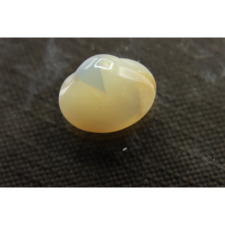 opalized bivalve:  Cyrenopsis australiensis - Aptian - Coober Pedy - Australia