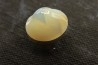 opalized bivalve: Cyrenopsis australiensis - Aptian - Coober Pedy - Australia