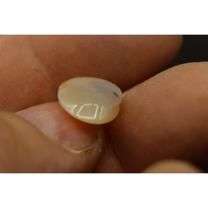 opalized bivalve:  Cyrenopsis australiensis - Aptian - Coober Pedy - Australia