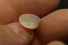 bivalve en opale:  Cyrenopsis australiensis - Aptien - Coober Pedy - Australie