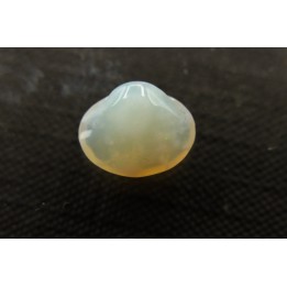 bivalve en opale:  Cyrenopsis australiensis - Aptien - Coober Pedy - Australie