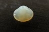 opalized bivalve: Cyrenopsis australiensis - Aptian - Coober Pedy - Australia