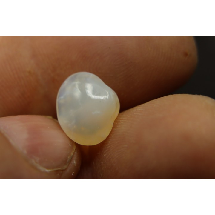 opalized bivalve:  Cyrenopsis australiensis - Aptian - Coober Pedy - Australia