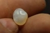 bivalve en opale: Cyrenopsis australiensis - Aptien - Coober Pedy - Australie