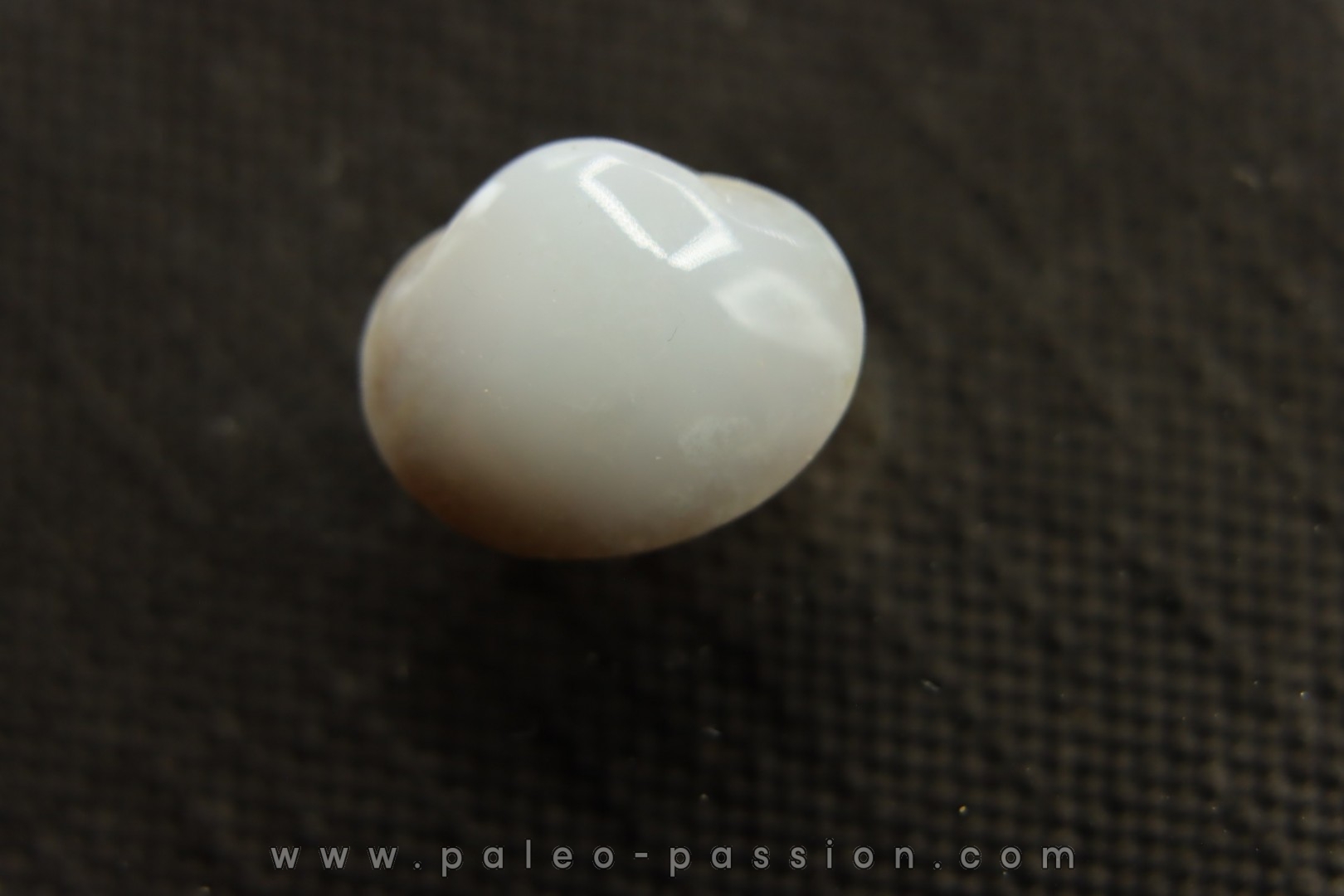 bivalve en opale: Cyrenopsis australiensis - Aptien - Coober Pedy - Australie