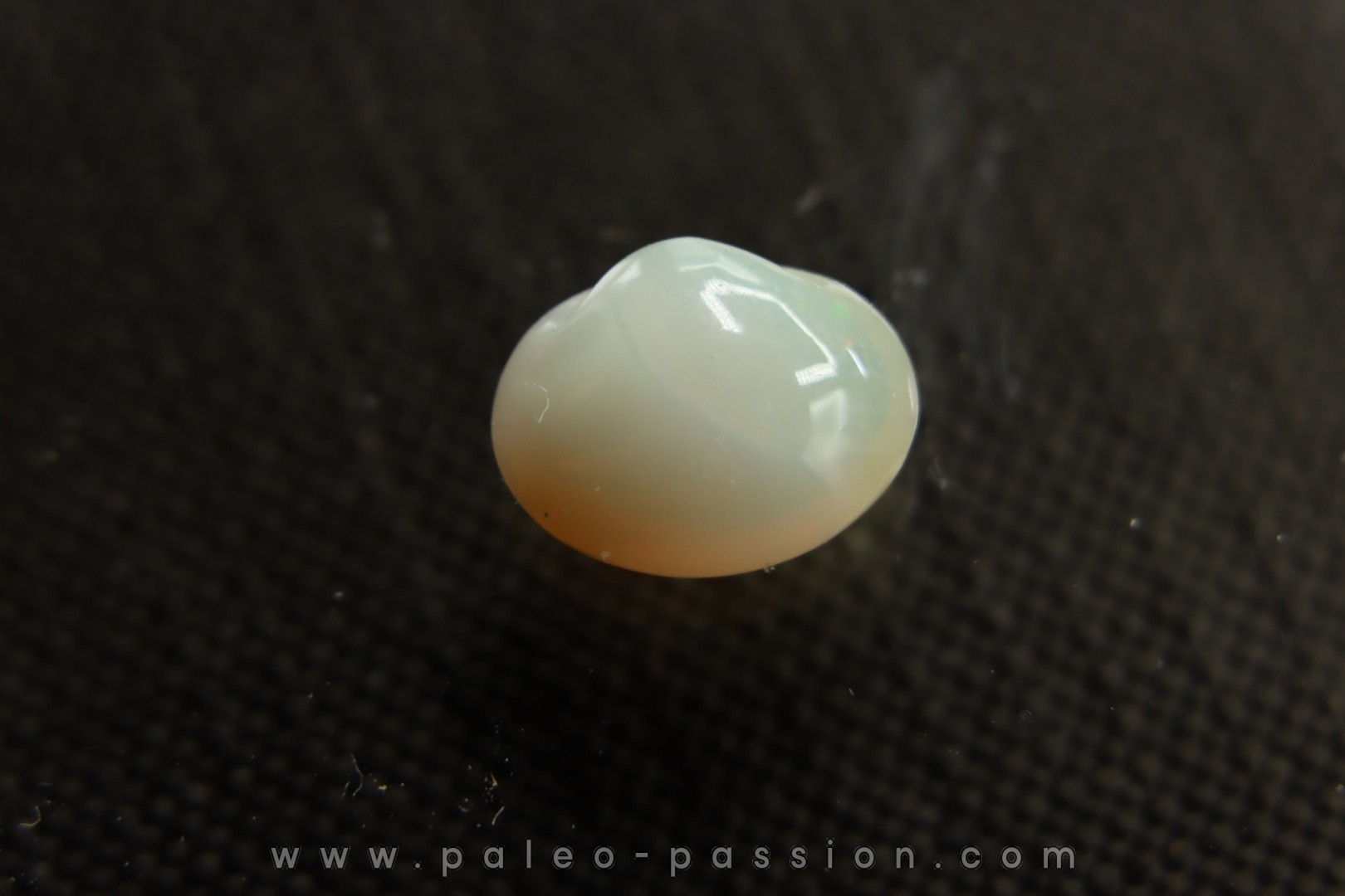 bivalve en opale: Cyrenopsis australiensis - Aptien - Coober Pedy - Australie