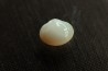 bivalve en opale:  Cyrenopsis australiensis - Aptien - Coober Pedy - Australie