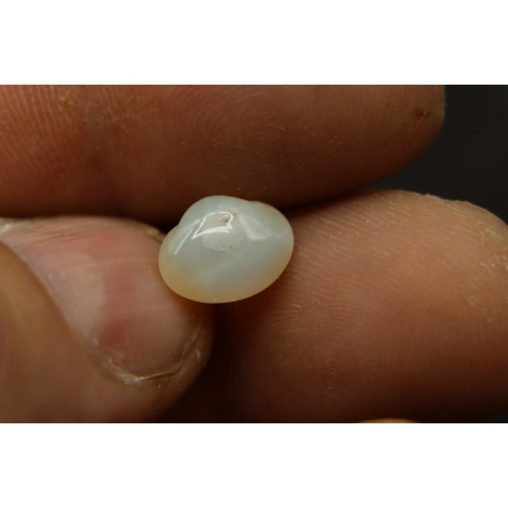 opalized bivalve:  Cyrenopsis australiensis - Aptian - Coober Pedy - Australia