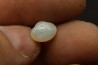 bivalve en opale: Cyrenopsis australiensis - Aptien - Coober Pedy - Australie
