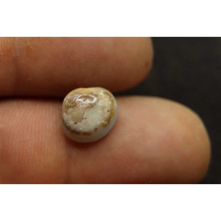 opalized bivalve:  Cyrenopsis australiensis - Aptian - Coober Pedy - Australia