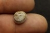 opalized bivalve: Cyrenopsis australiensis - Aptian - Coober Pedy - Australia
