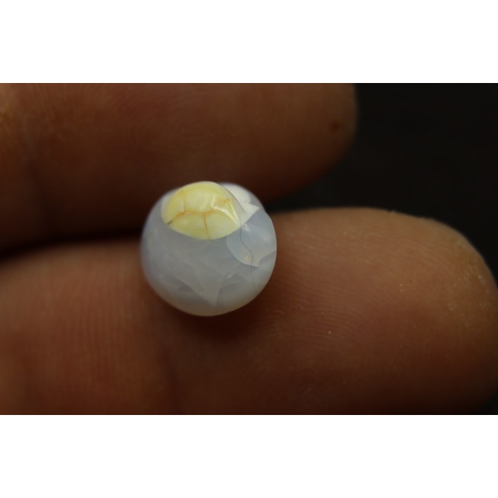 opalized bivalve:  Cyrenopsis australiensis - Aptian - Coober Pedy - Australia
