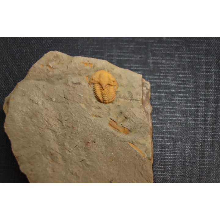 kingaspidoides amouslekensis   cambrien  Tarhoucht - Tinjdad,  MAROC