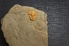 kingaspidoides amouslekensis   cambrien  Tarhoucht - Tinjdad,  MAROC
