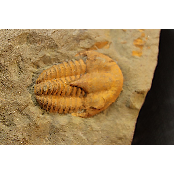 kingaspidoides amouslekensis   cambrien  Tarhoucht - Tinjdad,  MAROC