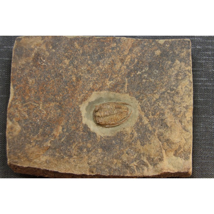 Parabathycheilus  gallicus (dean, 1965)  floian, ordovician  fezouata Fmt  Zagora, Morocco