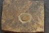 Parabathycheilus gallicus (dean, 1965) floian, ordovician fezouata Fmt Zagora, Morocco